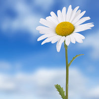 Fragrance Free