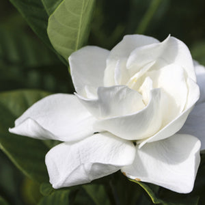 Gardenia