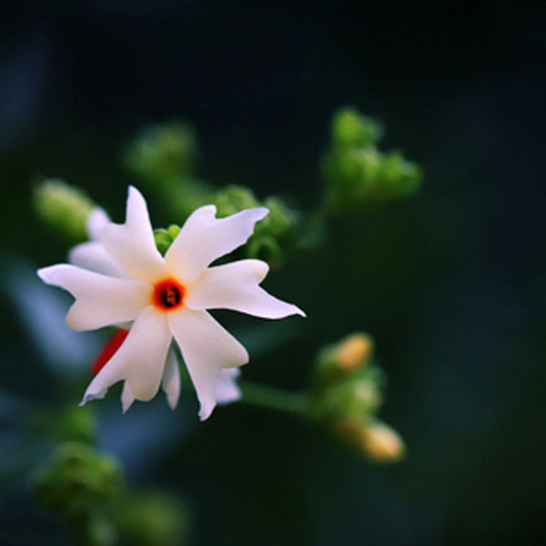 Night Blooming Jasmine (type)