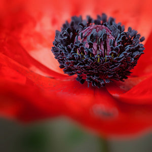 Scarlet Poppy (Jo Malone type)